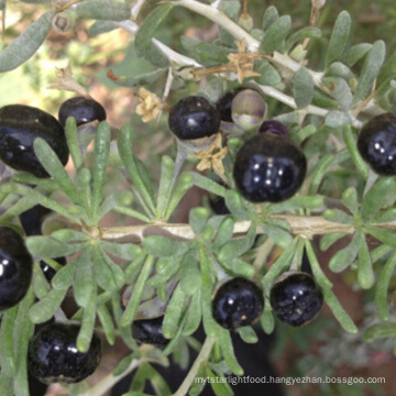 Wholesale black goji berry plant young Seedlings,Best quality kidney black goji berry plant from Ningxia